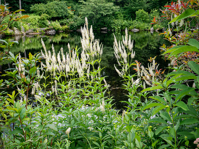 image of Veronicastrum virginicum, Culver's-root, Culver's-physic