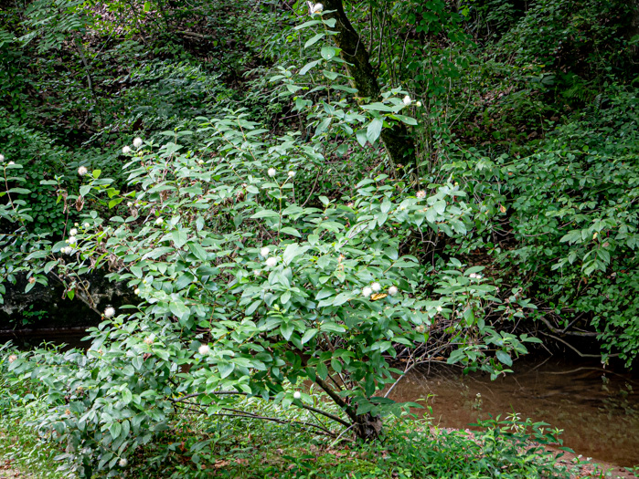 image of Cephalanthus occidentalis, Buttonbush