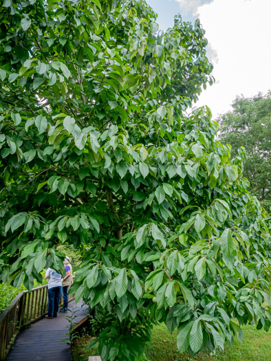 image of Asimina triloba, Common Pawpaw, Indian-banana