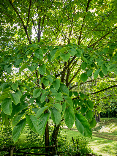 image of Ulmus rubra, Slippery Elm, Red Elm