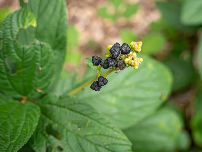 image of Ceanothus americanus var. americanus, Common New Jersey Tea, Redroot, Northeastern Ceanothus