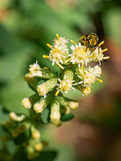 image of Solidago bicolor, Silverrod, White Goldenrod