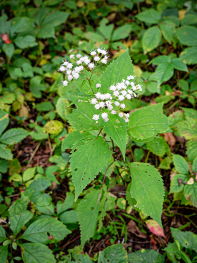 image of Ageratina roanensis, Appalachian White Snakeroot, Appalachian Milk-poison, Appalachian Snakeroot