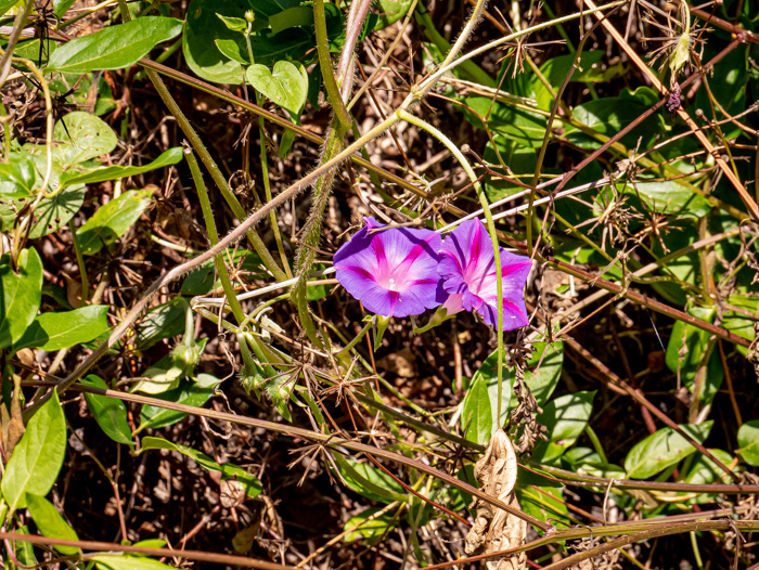 image of Ipomoea purpurea, Common Morning Glory