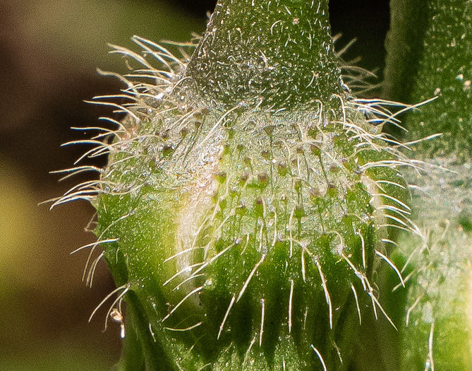 image of Ipomoea purpurea, Common Morning Glory