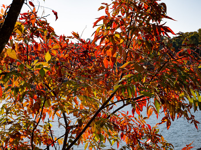 image of Rhus copallinum +, Winged Sumac, Shining Sumac, Dwarf Sumac