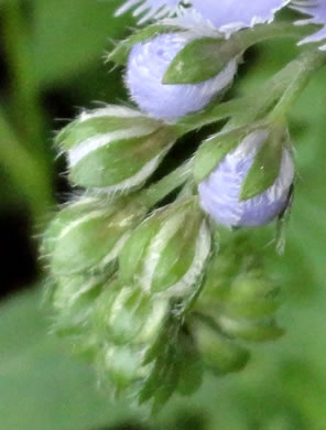 Phacelia purshii, Miami-mist