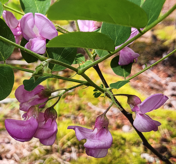 image of Robinia hispida var. rosea, Boynton's Locust