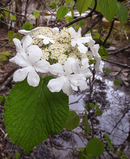 Viburnum lantanoides, Witch Hobble, Moosewood, Hobblebush, Tangle-legs