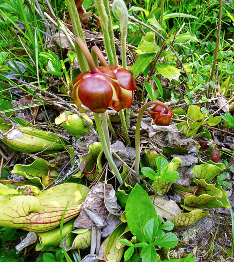 Sarracenia purpurea var. montana, Southern Appalachian Purple Pitcherplant