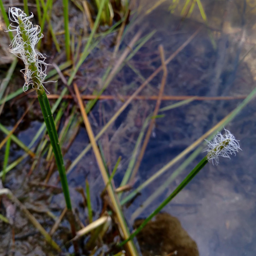 Eleocharis quadrangulata, Squarestem Spikerush