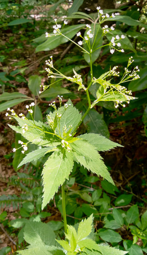 image of Cryptotaenia canadensis, Honewort