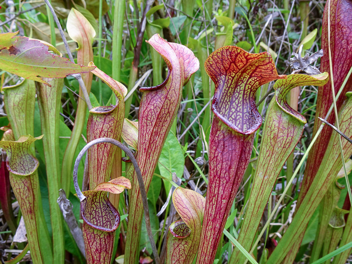 Sarracenia jonesii, Mountain Sweet Pitcherplant