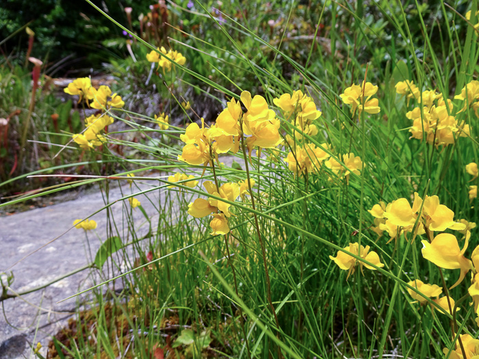 Utricularia cornuta, Horned Bladderwort