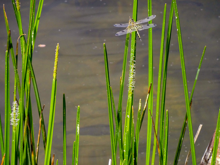 Eleocharis quadrangulata, Squarestem Spikerush