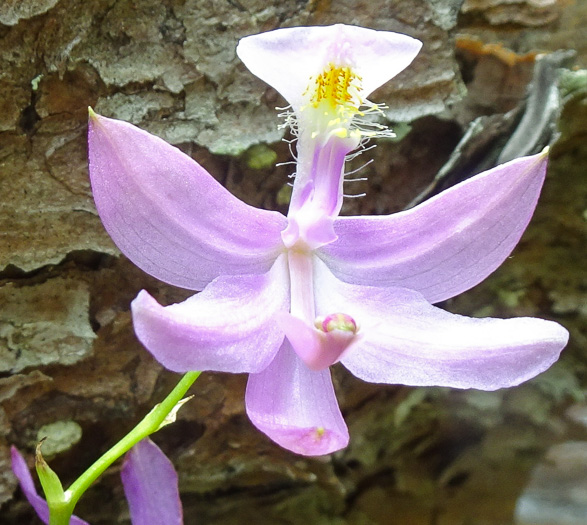 image of Calopogon tuberosus var. tuberosus, Common Grass-pink