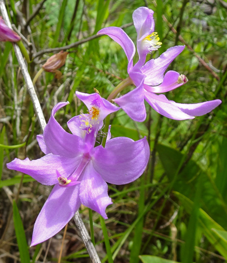 Calopogon tuberosus var. tuberosus, Common Grass-pink