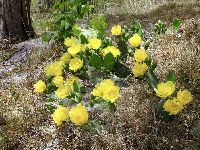 image of Opuntia mesacantha ssp. mesacantha, Eastern Prickly-pear