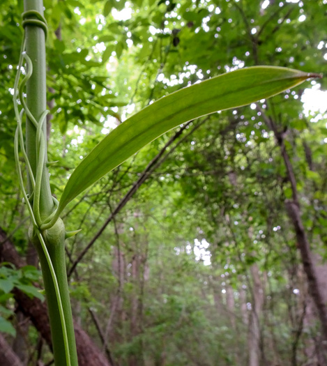 image of Smilax laurifolia, Bamboo-vine, Blaspheme-vine, Wild Bamboo, Laurel-leaf Greenbriar