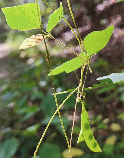 image of Amphicarpaea bracteata +, American Hog-peanut