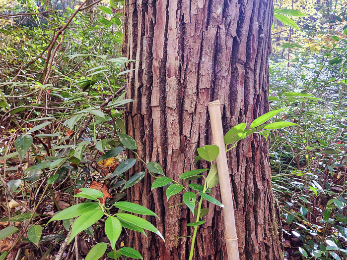 image of Sassafras albidum, Sassafras