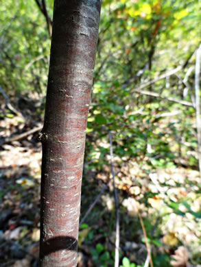 image of Ptelea trifoliata, Wafer-ash, Hoptree