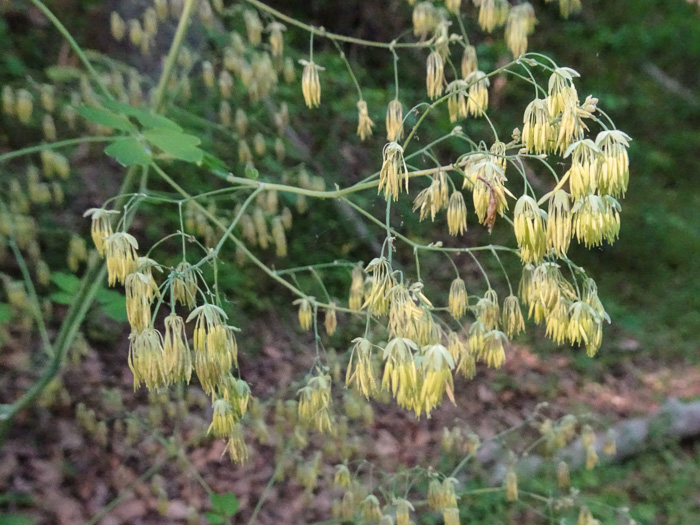 image of Thalictrum coriaceum, Appalachian Meadowrue, Maid-of-the-mist