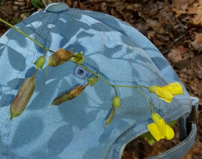 Baptisia ×serenae, a hybrid Wild Indigo