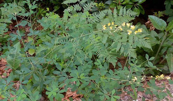 Baptisia ×serenae, a hybrid Wild Indigo