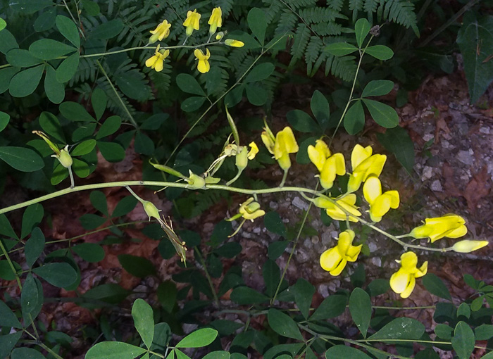 Baptisia ×serenae, a hybrid Wild Indigo