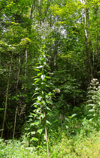 image of Lactuca floridana, Woodland Lettuce