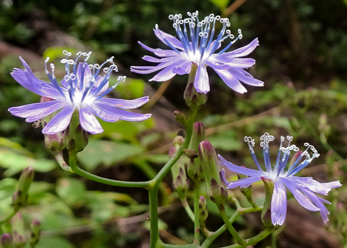 image of Lactuca floridana, Woodland Lettuce