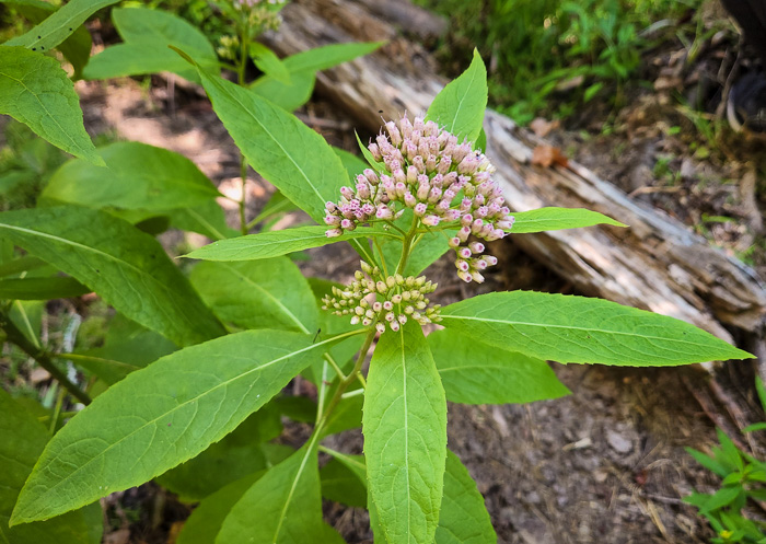 image of Pluchea camphorata, Common Camphorweed, Camphor Pluchea, Marsh Fleabane