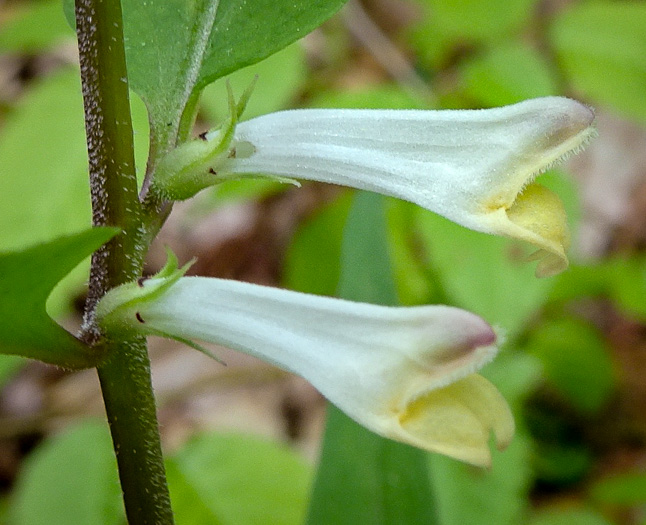 Melampyrum lineare, Cow-wheat