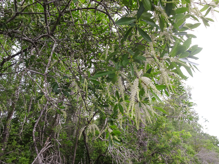 image of Cyrilla racemiflora, Titi, Swamp Cyrilla, Leatherwood