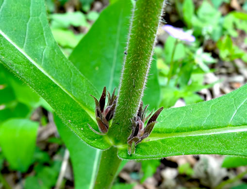 Triosteum aurantiacum var. aurantiacum, Orange-fruited Horse-gentian