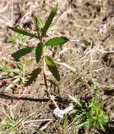 Proserpinaca palustris, Marsh Mermaid-weed, Common Mermaid-weed