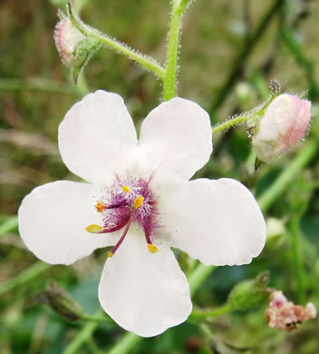 image of Verbascum blattaria, Moth Mullein