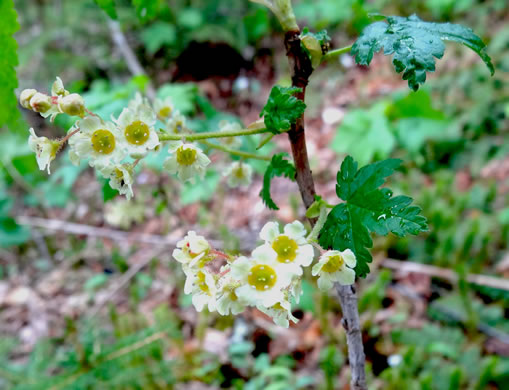 Ribes glandulosum, Skunk Currant, Mountain Currant