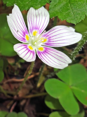 Oxalis montana, Mountain Wood-sorrel, American Wood-sorrel, Wood Shamrock, White Wood-sorrel