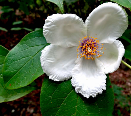 Stewartia ovata, Mountain Camellia, Mountain Stewartia