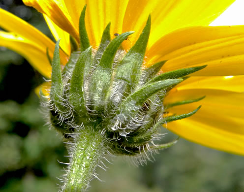 image of Helianthus tuberosus, Jerusalem Artichoke