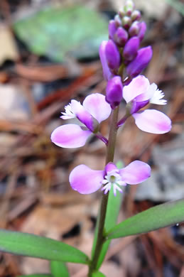 Polygala polygama, Racemed Milkwort, Bitter Milkwort