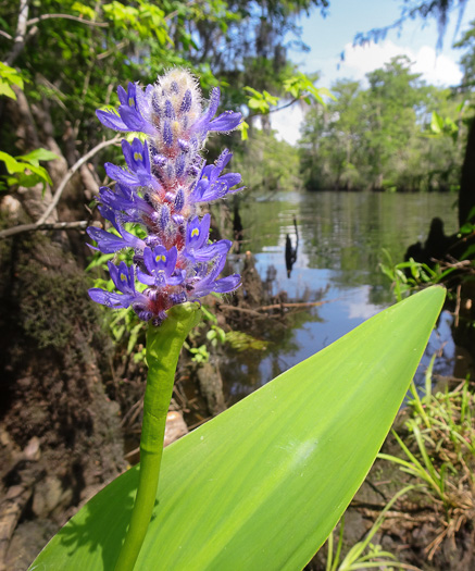 image of Pontederia cordata var. lancifolia, Lanceleaf Pickerelweed