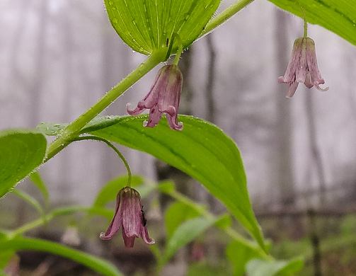 Streptopus lanceolatus var. lanceolatus, Rosy Twisted-stalk, Eastern Rose Mandarin, Eastern Twisted-stalk