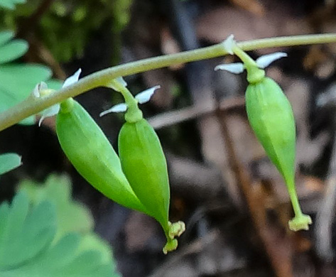 Dicentra cucullaria, Dutchman's Britches