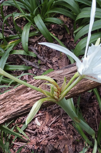 Hymenocallis occidentalis var. occidentalis, Hammock Spiderlily, Woodland Spiderlily, Northern Spiderlily