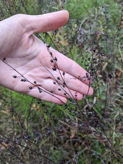 image of Seymeria cassioides, Senna Seymeria, Yaupon Black-senna