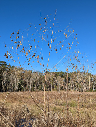 image of Sesbania vesicaria, Bladderpod, Bagpod