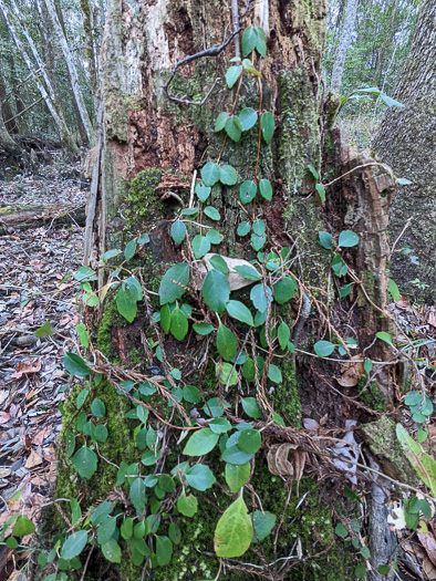 image of Hydrangea barbara, Climbing Hydrangea, Woodvamp, Decumaria, Decumary